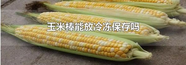 玉米棒能放冷冻保存吗