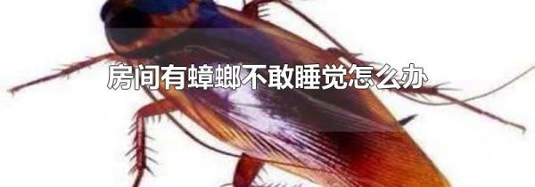 房间有蟑螂不敢睡觉怎么办