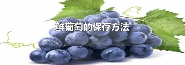 鲜葡萄的保存方法
