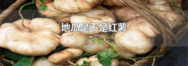 地瓜是不是红薯