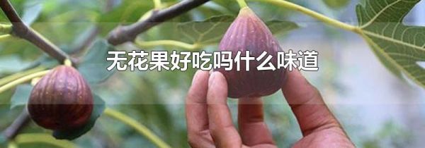 无花果好吃吗什么味道