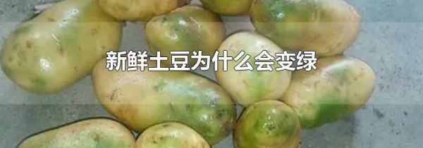 新鲜土豆为什么会变绿