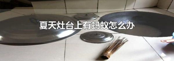 夏天灶台上有蚂蚁怎么办