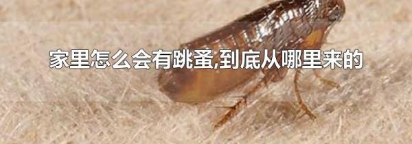 家里怎么会有跳蚤,到底从哪里来的