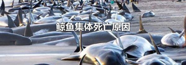 鲸鱼集体死亡原因