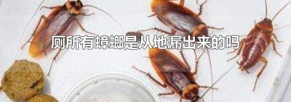 厕所有蟑螂是从地漏出来的吗