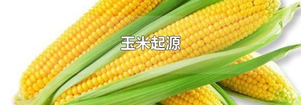 玉米起源