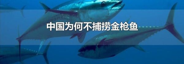 中国为何不捕捞金枪鱼