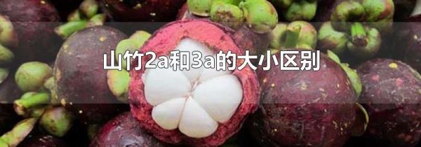 山竹2a和3a的大小区别