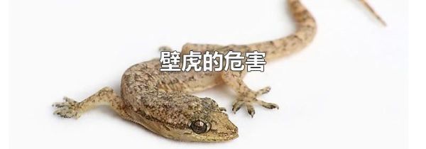 壁虎的危害