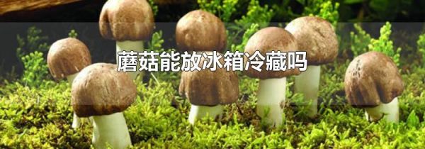 蘑菇能放冰箱冷藏吗