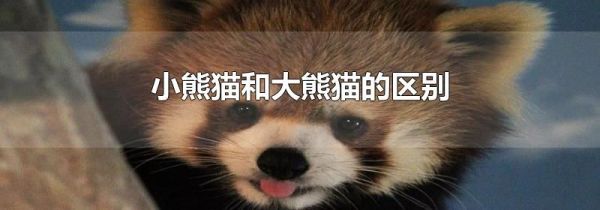 小熊猫和大熊猫的区别