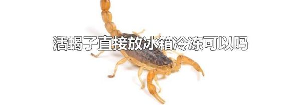 活蝎子直接放冰箱冷冻可以吗