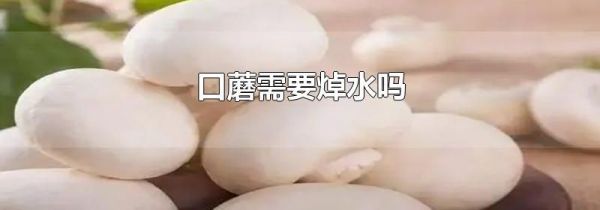 口蘑需要焯水吗