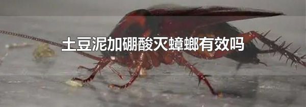 土豆泥加硼酸灭蟑螂有效吗