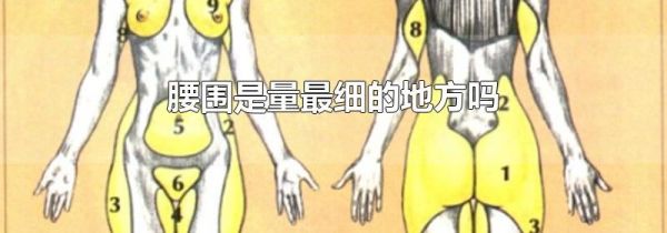 腰围是量最细的地方吗