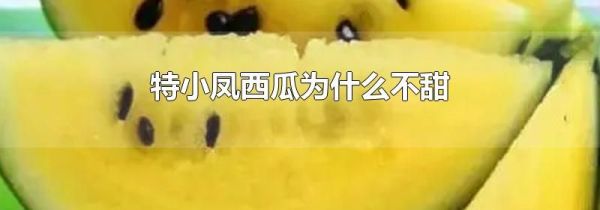 特小凤西瓜为什么不甜