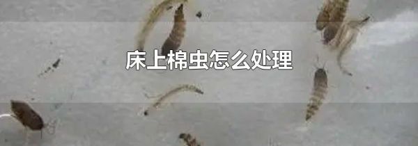 床上棉虫怎么处理
