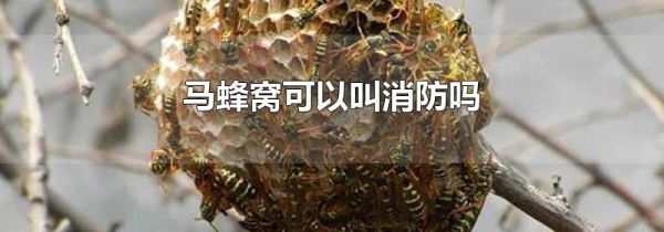 马蜂窝可以叫消防吗