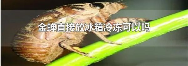 金蝉直接放冰箱冷冻可以吗