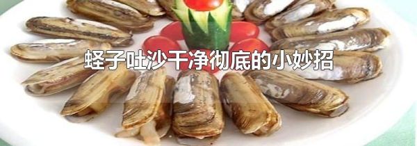 蛏子吐沙干净彻底的小妙招