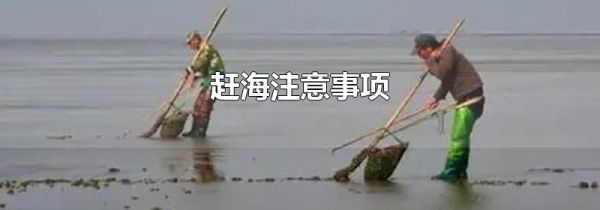 赶海注意事项