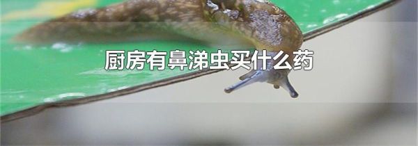厨房有鼻涕虫买什么药