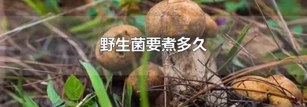 野生菌要煮多久