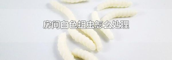 房间白色蛆虫怎么处理