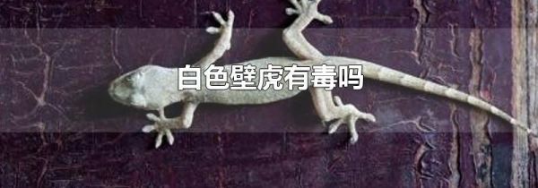白色壁虎有毒吗