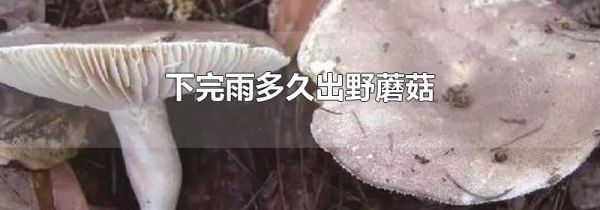 下完雨多久出野蘑菇