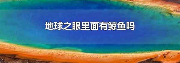 地球之眼里面有鲸鱼吗