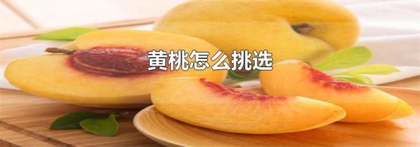 黄桃怎么挑选