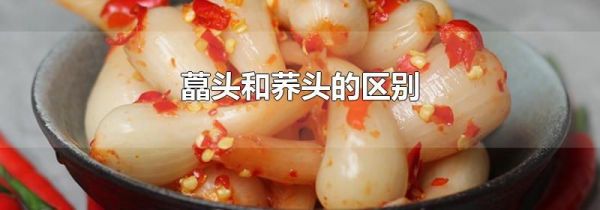 藠头和荞头的区别