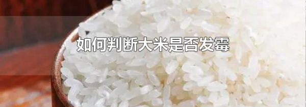 如何判断大米是否发霉