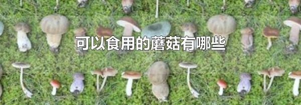 可以食用的蘑菇有哪些