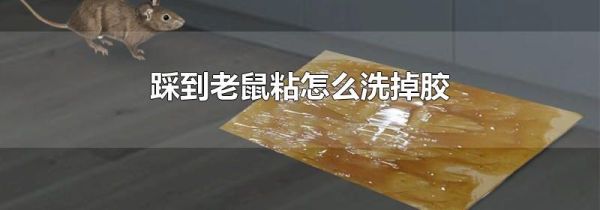 踩到老鼠粘怎么洗掉胶