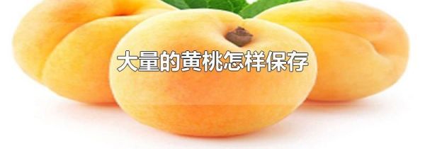 大量的黄桃怎样保存