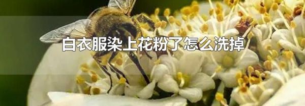 白衣服染上花粉了怎么洗掉