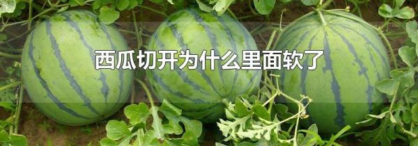 西瓜切开为什么里面软了