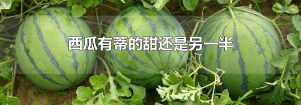 西瓜有蒂的甜还是另一半
