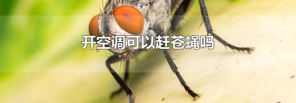 开空调可以赶苍蝇吗
