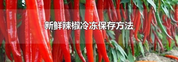 新鲜辣椒冷冻保存方法