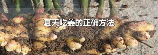 夏天吃姜的正确方法