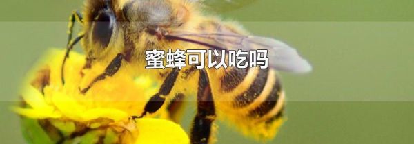 蜜蜂可以吃吗