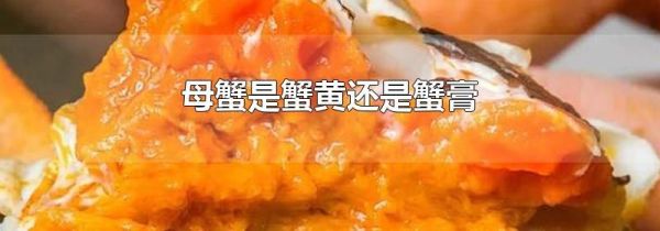 母蟹是蟹黄还是蟹膏