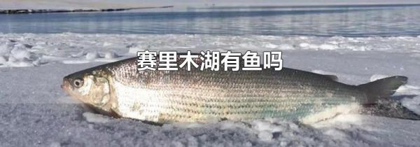 赛里木湖有鱼吗
