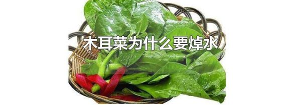 木耳菜为什么要焯水