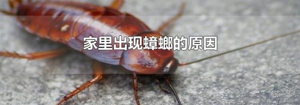 家里出现蟑螂的原因