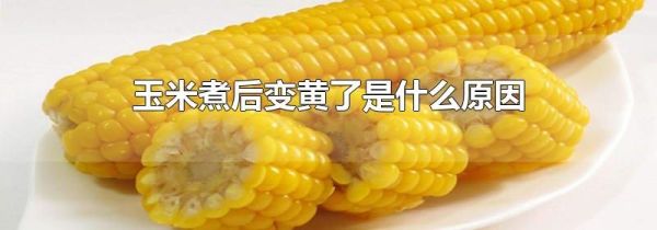 玉米煮后变黄了是什么原因